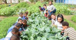 Escola rural completa 18 anos e lança publicação sobre sua proposta de educação integral